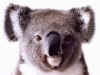 Koala1.jpg (29881 bytes)