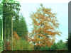 tree.jpg (67618 bytes)