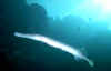 MER007.JPG (21799 bytes)