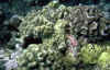 corail.jpg (79322 bytes)