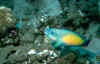 fish1.jpg (58351 bytes)