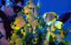 fishes.jpg (60522 bytes)