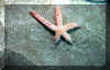 sea_star.JPG (81258 bytes)