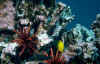 under sea.jpg (69036 bytes)